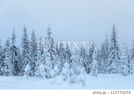 Frozen winter forest in the fog. Pine tree in nature covered with fresh snow Carpathian, Ukraine 122770259