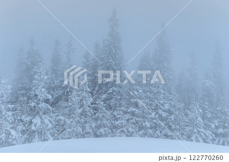 Frozen winter forest in the fog. Pine tree in nature covered with fresh snow Carpathian, Ukraine Frozen winter forest in the fog. Pine tree in nature covered with fresh snow Carpathian, Ukraine 122770260