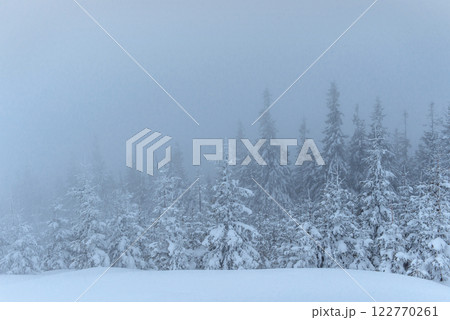 Frozen winter forest in the fog. Pine tree in nature covered with fresh snow Carpathian, Ukraine 122770261