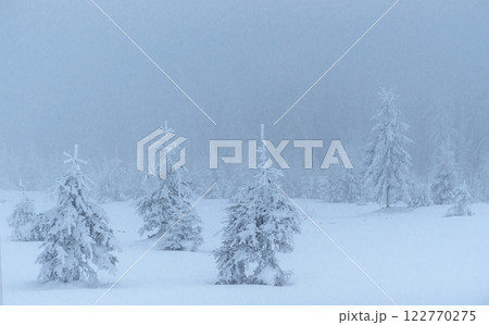 Frozen winter forest in the fog. Pine tree in nature covered with fresh snow Carpathian, Ukraine Frozen winter forest in the fog. Pine tree in nature covered with fresh snow Carpathian, Ukraine 122770275