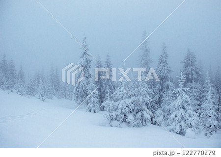 Frozen winter forest in the fog. Pine tree in nature covered with fresh snow Carpathian, Ukraine 122770279