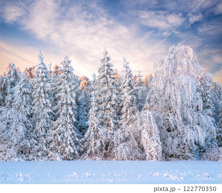 magical winter snow covered tree 122770350
