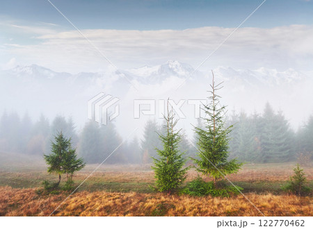 Morning fog creeps with scraps over autumn mountain forest covered in gold leaves. Snowy peaks of majestic mountains in the background 122770462