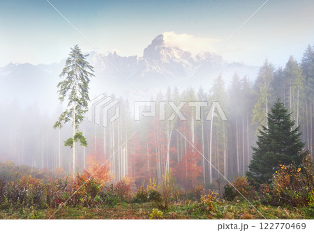 Morning fog creeps with scraps over autumn mountain forest covered in gold leaves. Snowy peaks of majestic mountains in the background 122770469