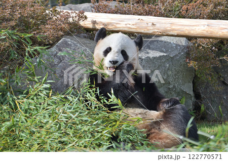 おいしそうに竹を食べる結浜 122770571