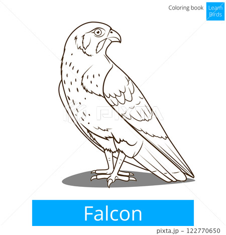 Falcon bird learn birds coloring book vector Falcon bird learn birds coloring book vector 122770650