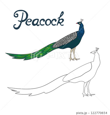 Educational game coloring book peacock bird 122770654