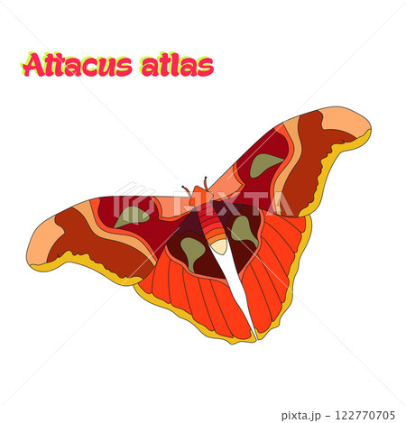 Butterfly attacus atlas vector illustration Butterfly attacus atlas vector illustration 122770705