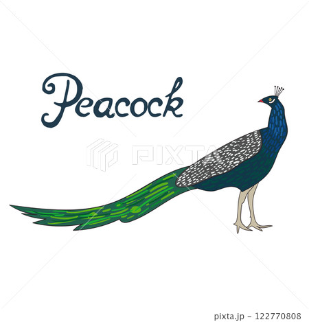 Bird peacock vector illustration 122770808