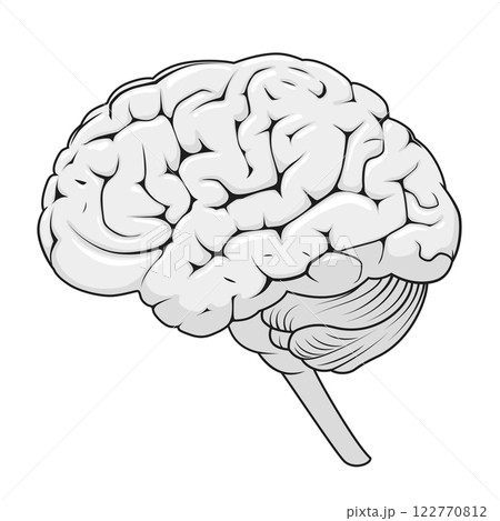 Structure of human brain schematic vector Structure of human brain schematic vector 122770812