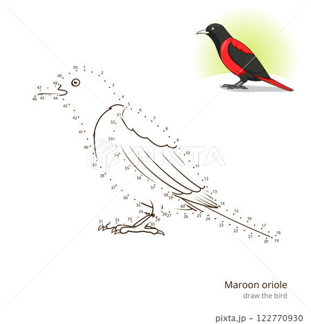 Maroon oriole bird learn to draw vector 122770930