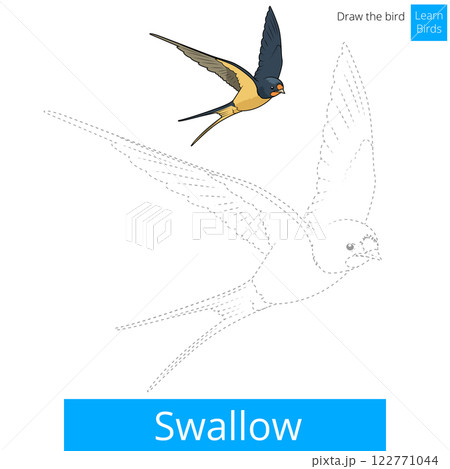 Swallow bird learn to draw vector 122771044