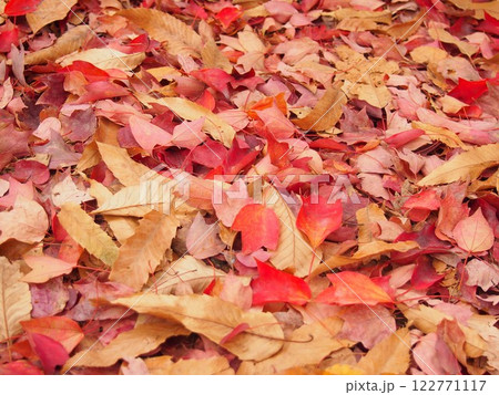 紅葉したカラフルな落ち葉のイメージ 122771117