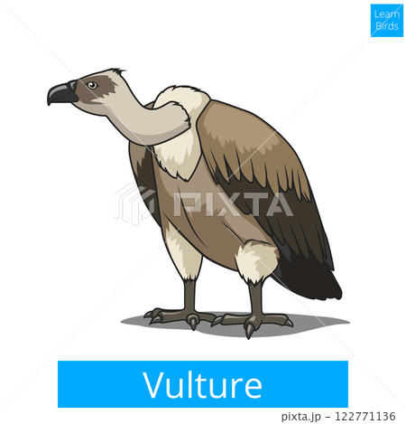 Vulture bird learn birds educational game vector Vulture bird learn birds educational game vector 122771136