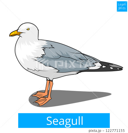 Seagull learn birds educational game vector Seagull learn birds educational game vector 122771155