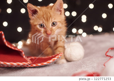 Christmas picture with a cute ginger cat of colorful lights on the background Christmas picture with a cute ginger cat of colorful lights on the background 122771253