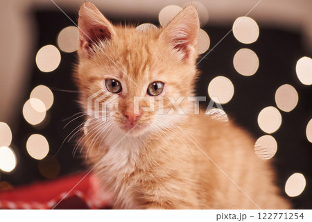Christmas picture with a cute ginger cat of colorful lights on the background Christmas picture with a cute ginger cat of colorful lights on the background 122771254