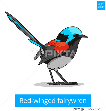 Red winged fairywren bird educational game vector 122771295