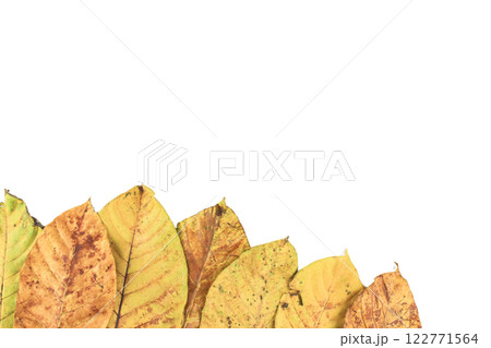 Detailed cutout of yellowish leaves with clipping paths on white background allowing for easy editing. Perfect for digital art, nature inspired designs, and environmental themed projects. 122771564