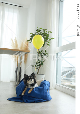 首に風船を付けたチワワ 122771643