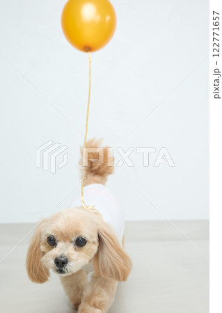 首に風船を付けたトイプードル 首に風船を付けたトイプードル 122771657
