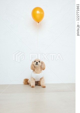 首に風船を付けたトイプードル 122771661