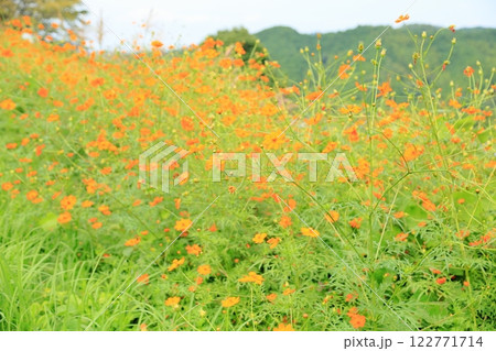 キバナコスモスの花　満開 122771714