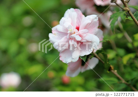八重咲 ムクゲの花 八重咲 ムクゲの花 122771715