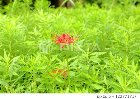 鮮やか ヒガンバナの花 鮮やか ヒガンバナの花 122771717