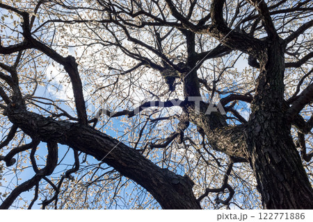 満開に咲いた梅の花と木、早春の梅林 122771886