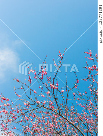 満開に咲いた赤い梅の花、早春の梅林 満開に咲いた赤い梅の花、早春の梅林 122771891