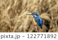 葦を背景にしたカワセミ 122771892