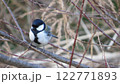 木の枝にとまるシジュウカラ 122771893