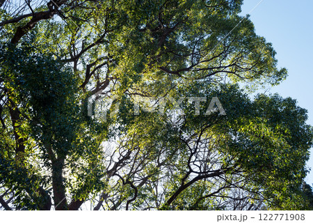 大きな木々の林、常緑の巨樹 122771908