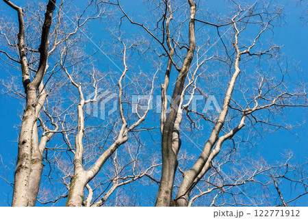 落葉した冬のケヤキと青空 122771912