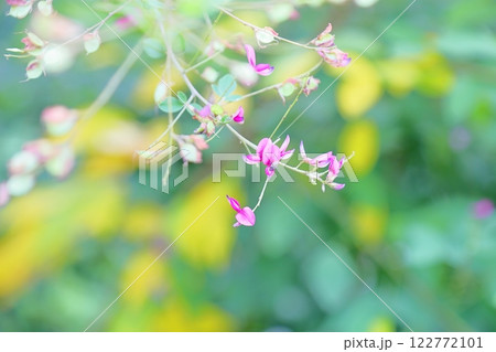 可愛い　ハギの花 122772101