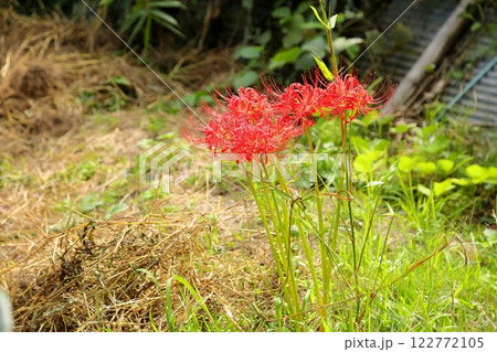 鮮やか ヒガンバナの花 鮮やか ヒガンバナの花 122772105