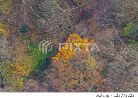 展望台から見下ろす冬枯れの木々に囲まれたカラフルな紅葉の情景 展望台から見下ろす冬枯れの木々に囲まれたカラフルな紅葉の情景 122772222