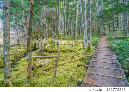 大阿原湿原で見た苔むした森の中の遊歩道の情景 大阿原湿原で見た苔むした森の中の遊歩道の情景 122772225