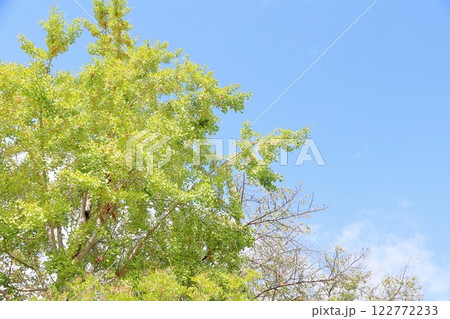 色づくイチョウの葉　銀杏の実 122772233