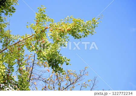 色づくイチョウの葉 銀杏の実 色づくイチョウの葉 銀杏の実 122772234