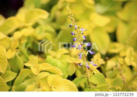 可愛い　コリウスの花 122772239
