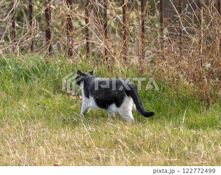 歩き去る野良猫 歩き去る野良猫 122772499