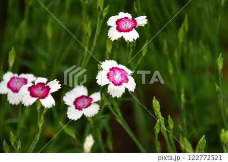 咲き始めのヒメナデシコ 122772521