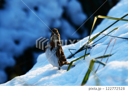 こちらを見る雪上のカシラダカ こちらを見る雪上のカシラダカ 122772528