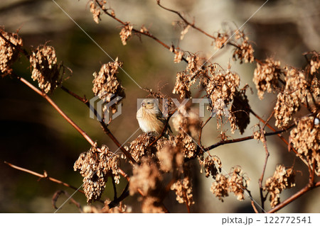枯れたイタドリに止まるメスのベニマシコ 122772541