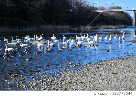 餌場に群れる　越冬するコハクチョウとカモ類　深谷市　旧川本地区　　 122772544