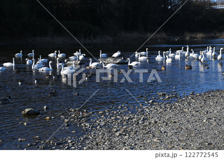 餌場に群れる　越冬するコハクチョウとカモ類　深谷市　旧川本地区　　 122772545