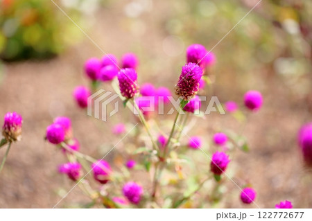 可愛い センニチコウの花 可愛い センニチコウの花 122772677
