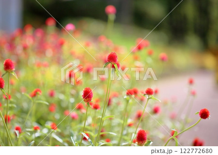 鮮やか　センニチコウの花 122772680